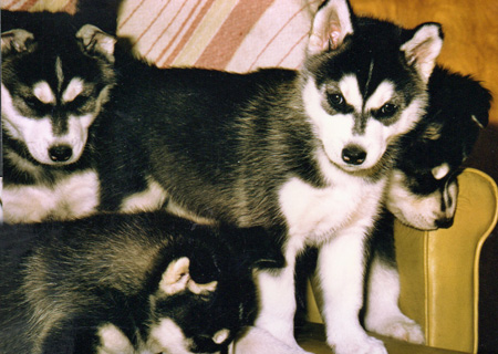 small huskies